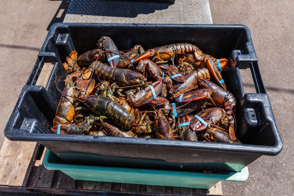 mengenal lobster mengenal lobster