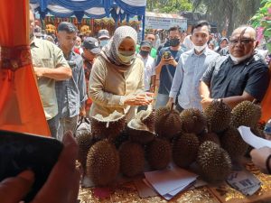 Panen Durian